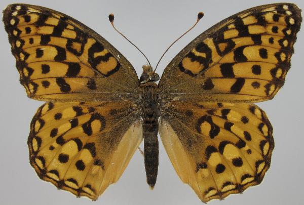 Photo of Speyeria zerene by Norbert Kondla